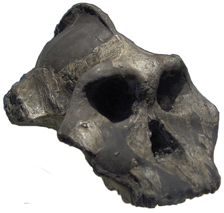 Paranthropus aethiopicus