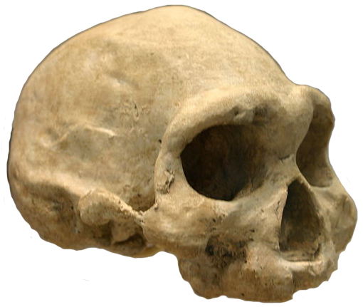 D3444 (Dmanisi Skull 4)