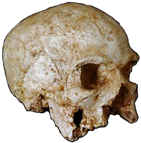 Hofmeyr Skull
