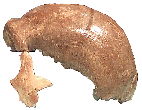 Neanderthal 1