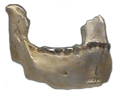 Peninj Mandible