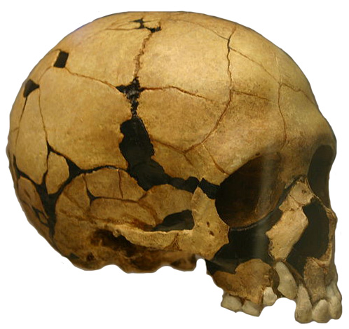 Teshik-Tash Skull